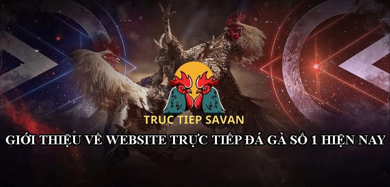 Đôi nét về website trực tiếp đá gà chuyên nghiệp số 1 hiện nay - Tructiepsavan