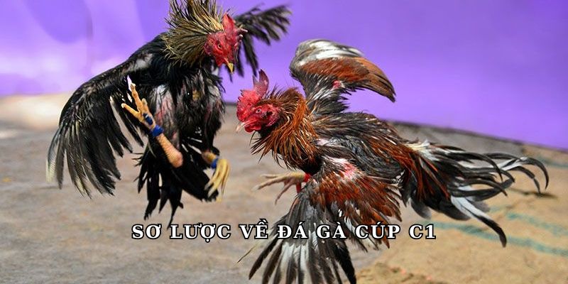 Sơ lược về đá gà cúp C1