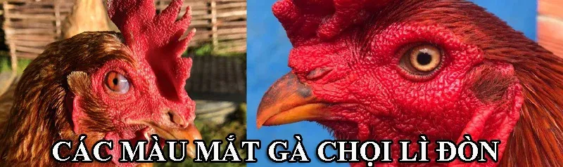 Các màu mắt gà chọi cực lỳ được săn lùng