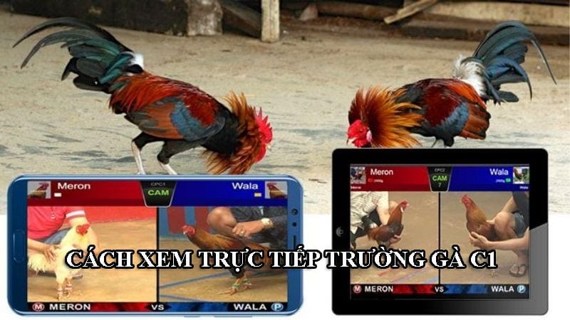 Cách xem trực tiếp đá gà C1 đơn giản và dễ dàng