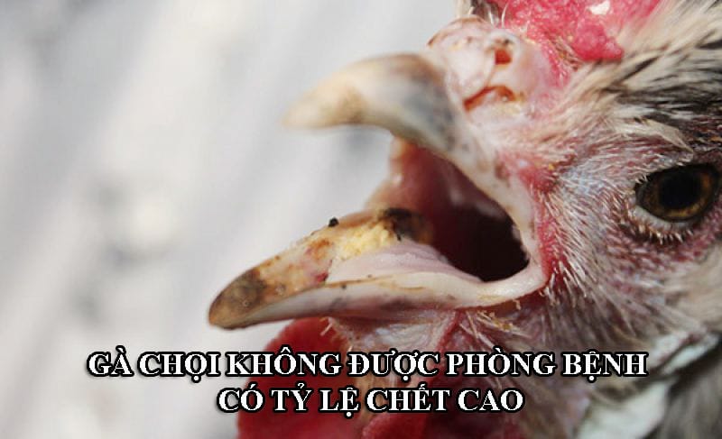 Gà chọi không phòng bệnh thì vẫn có nguy cơ chết khi gặp bệnh nguy hiểm