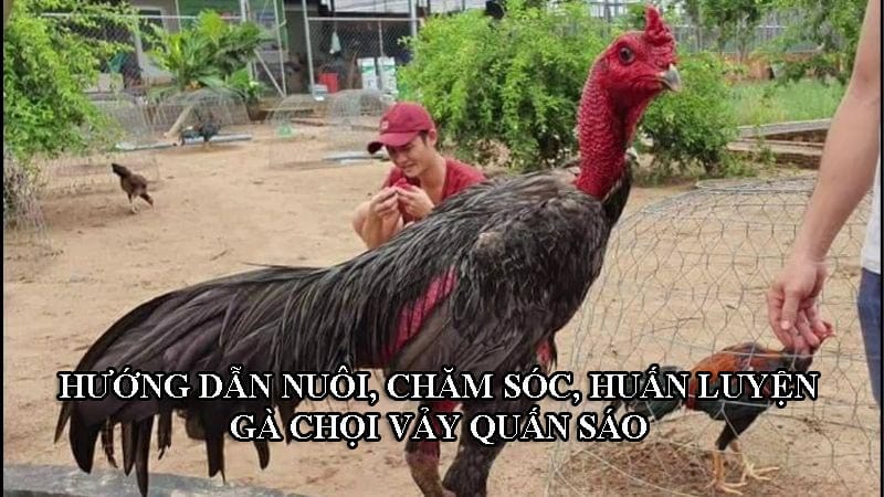 Cách nuôi, chăm sóc những chiến kê có vảy quấn sáo