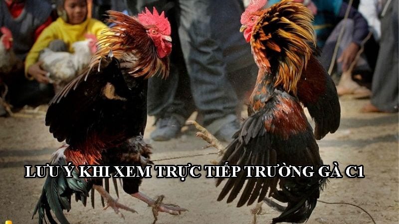 Lưu ý khi xem đá gà trực tiếp từ trường gà C1