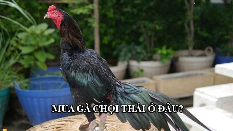 Sư kê có thể mua gà chọi của Thái ở Việt Nam nhập khẩu hoặc mua từ Thái về