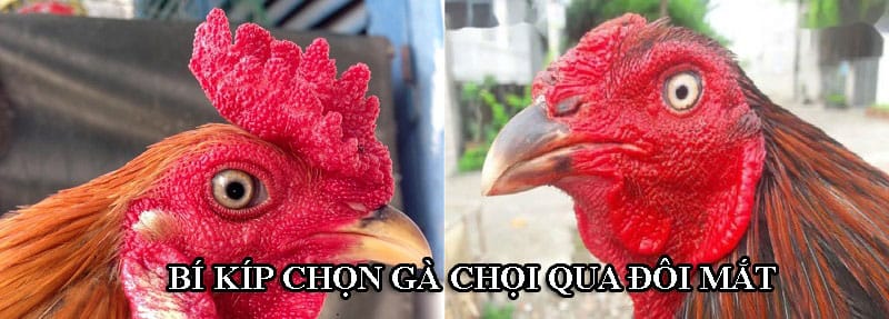 Đôi mắt gà chọi cần chú ý đến hình dáng, màu sắc, độ nhanh nhạy