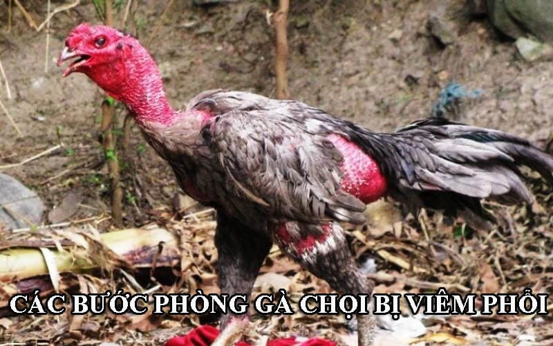 Phòng bệnh viêm phổi cho gà chọi bằng nhiều biện pháp