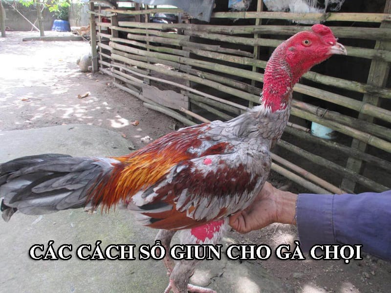 Sổ giun cho gà chiến có nhiều cách khác nhau