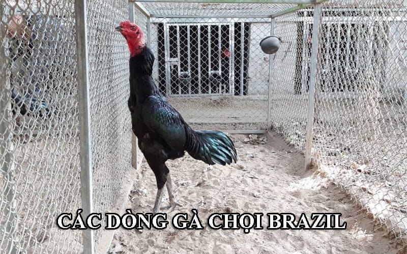 new cac dong ga choi brazil