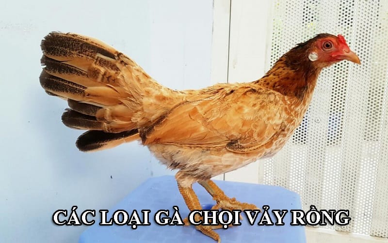 Gà chọi có vảy rồng được chia làm 2 loại