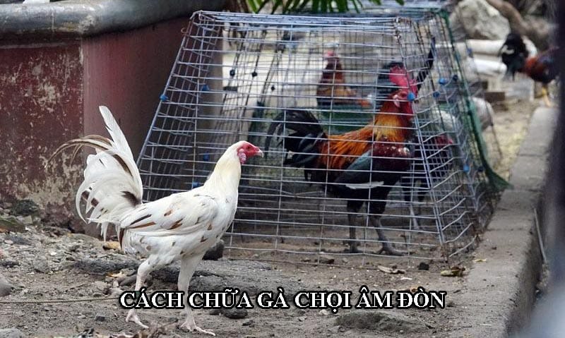 Gà bị âm đòn hoàn toàn có thể chữa trị thành công