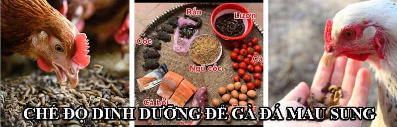 Gà đá muốn mau sung cần ăn uống đủ dinh dưỡng