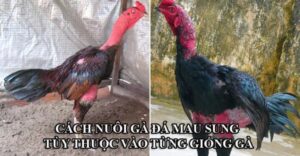 new cach nuoi ga da mau sung chon con giong 1