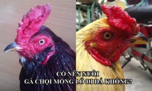 new co nen nuoi ga choi mong lo di da khong 1