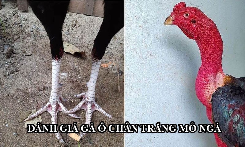 Gà có lông đen, chân trắng, mỏ gà được đánh giá cao trong giới đá gà