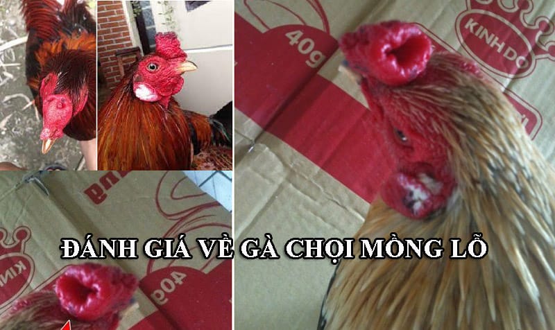 Người chơi gà chọi xưa không đánh giá cao những con gà có mồng lỗ