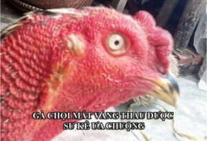 new ga choi mat vang thau duoc ua chuong 1