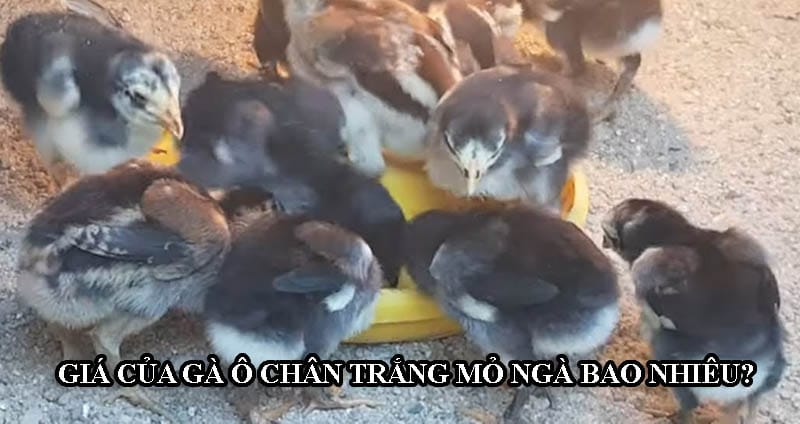 Gà ô, chân trắng và mỏ ngà có giá từ 1 - 2 triệu khi còn là gà con