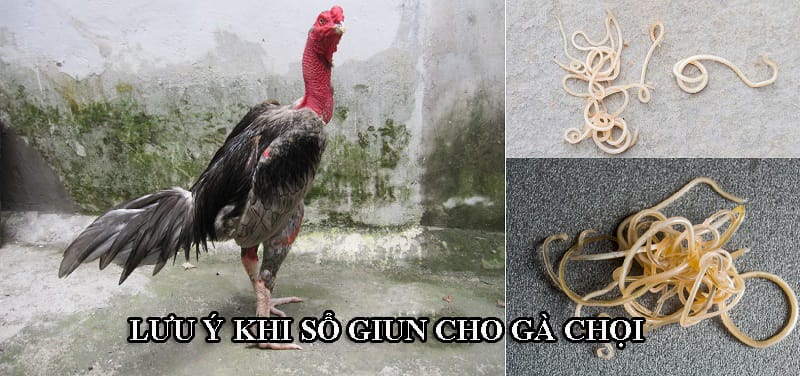 Gà chọi cần được xổ giun đúng cách, đúng thời điểm và liều lượng