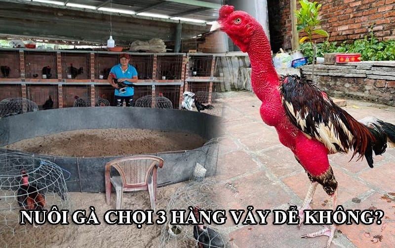 Nuôi gà chọi có 3 hàng vảy không quá cầu kỳ như cần đúng kỹ thuật