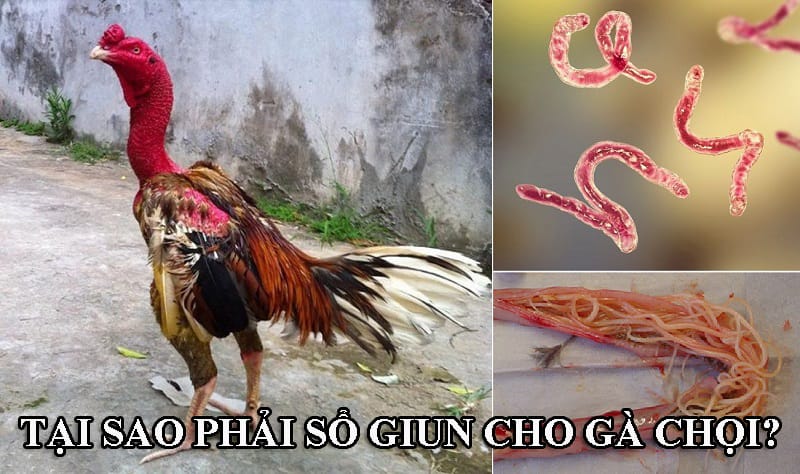 Khi nuôi gà chọi, sư kê phải chú ý đến việc sổ giun