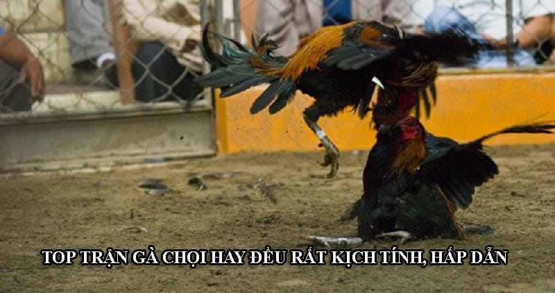 Trận gà chọi hay có nhiều điểm kịch tính, kinh điển