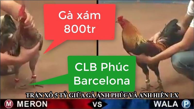 Trận đấu nổi tiếng giữa chiến kê của anh Phúc Barca và anh Hiển LX