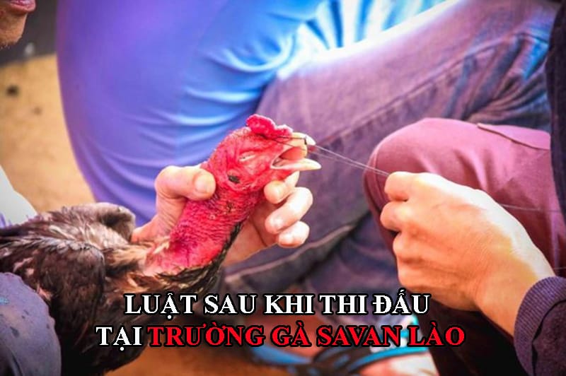 new truong ga savan lao luat sau thi dau