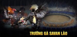 new truong ga savan lao noi tieng 1