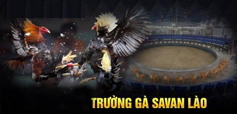 new truong ga savan lao noi tieng