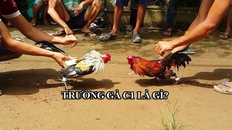 Trường đá gà C1 rất quen thuộc với kê thủ lão làng