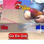 Gà Anh Đảm Đâm Sâu Gà Bướm Của Bồ C2 Xỉu Tại Chỗ - Trận 19 Trực Tiếp Đá Giải CPC1 21/09/2024