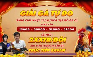 Giải Gà Tự Do Tại CPC2 Ngày 27102024